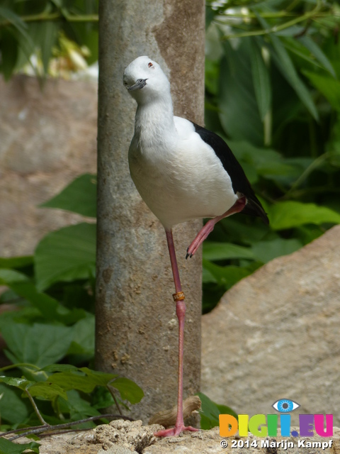 FZ006084 Slimbridge tropical house